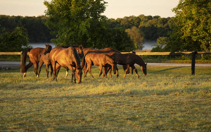 Equine Care Program: Introductory Course